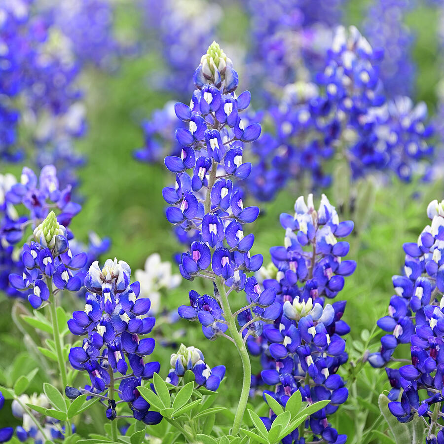 Texas Bluebonnets Photograph by Maria Freidlund - Fine Art America