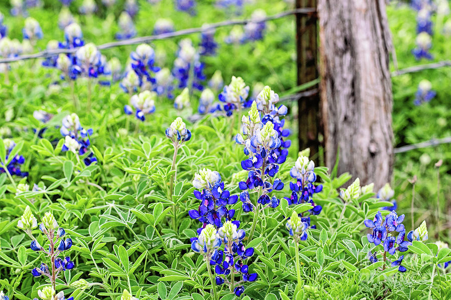 Spring Photograph - Texas Bluebonnets by Scott Pellegrin