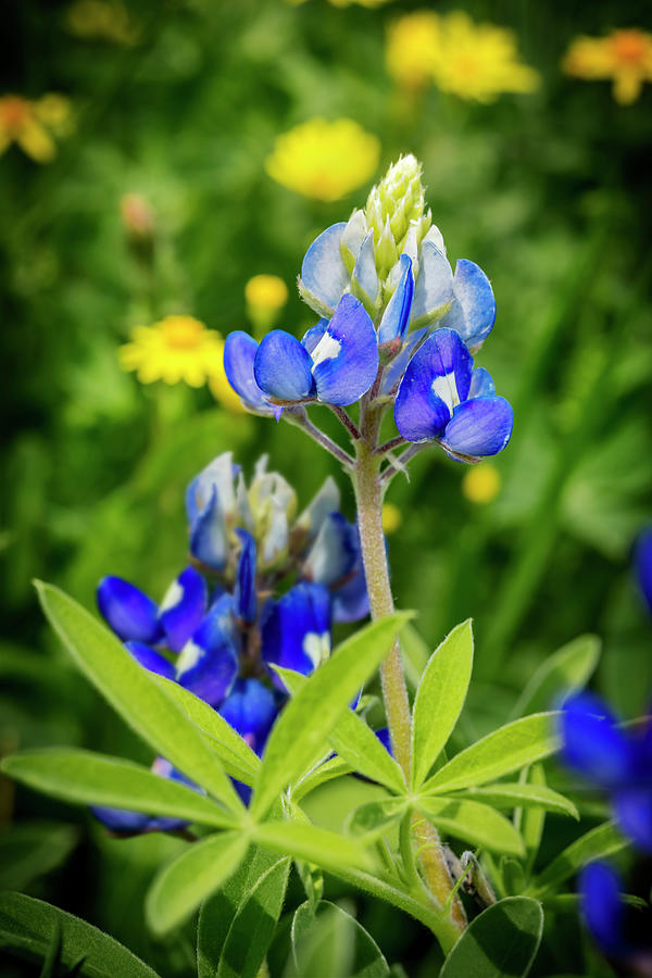 Texas Bluebonnets Spring Photograph by Kelley King - Fine Art America