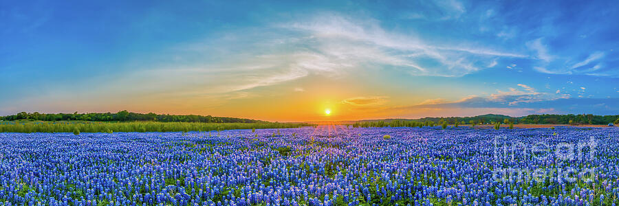 Texas Bluebonnets Sunset Pano Photograph by Bee Creek Photography - Tod and Cynthia