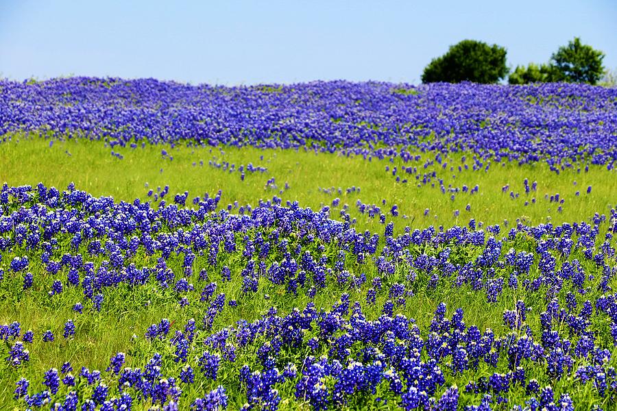 Texas Bluebonnets With Two Trees on Horizon Photograph by Sandra Kent ...