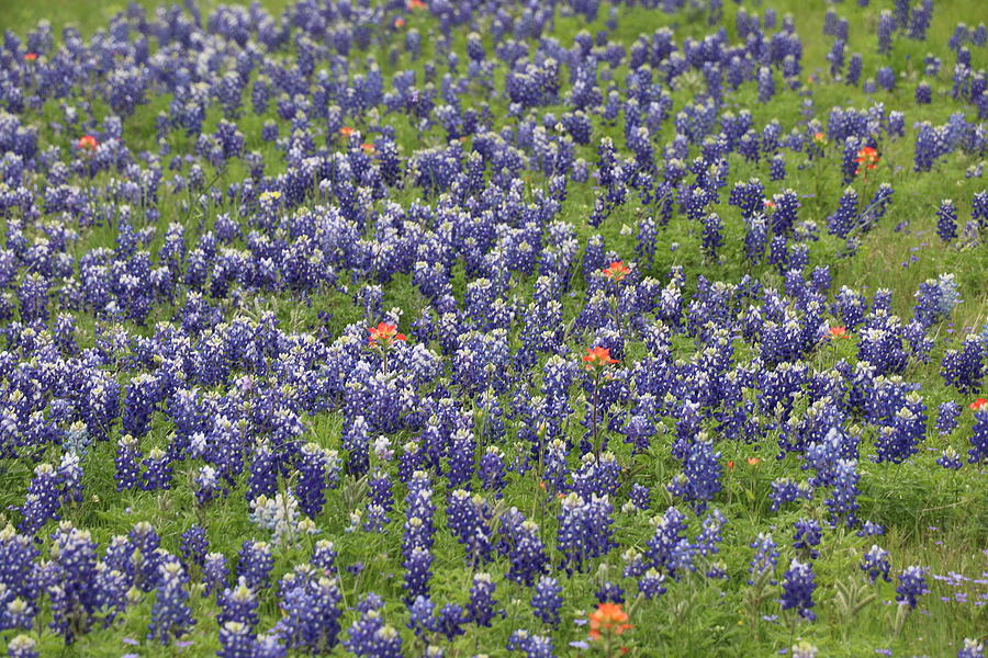 Texas Bluebonnets With White Tips Photograph by Sandra Kent - Fine Art ...