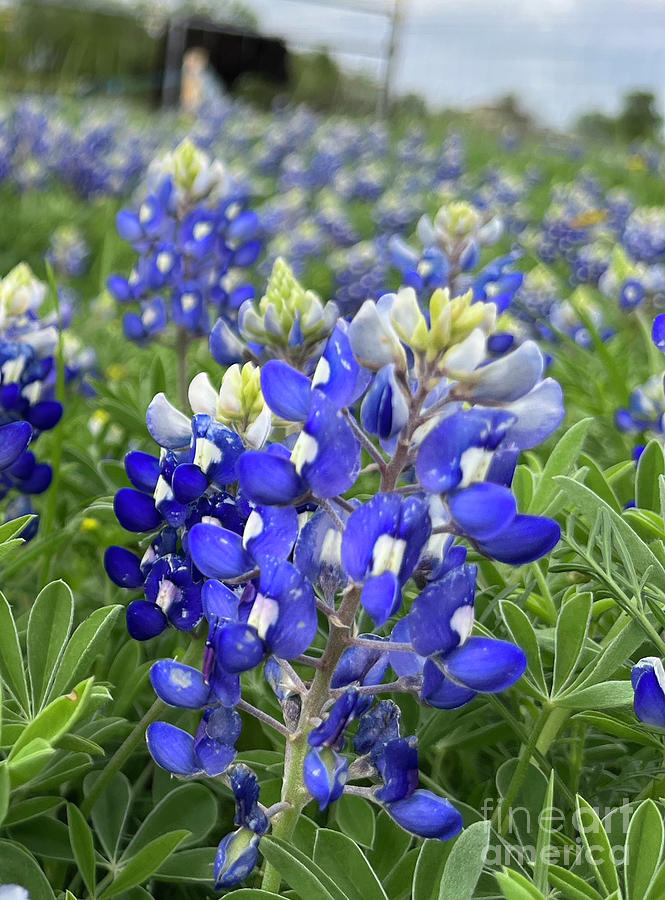 Texas Blues Photograph by Evie Walberg - Fine Art America