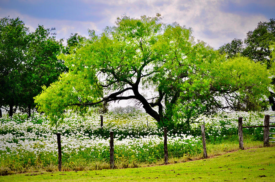 Texas Bluestem Prickly Poppy Field Photograph