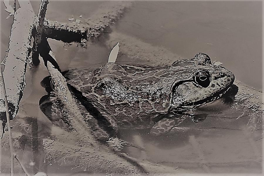 Texas Bullfrog at Fort Worth Nature Center Photograph by Sandra Kent Fine Art America