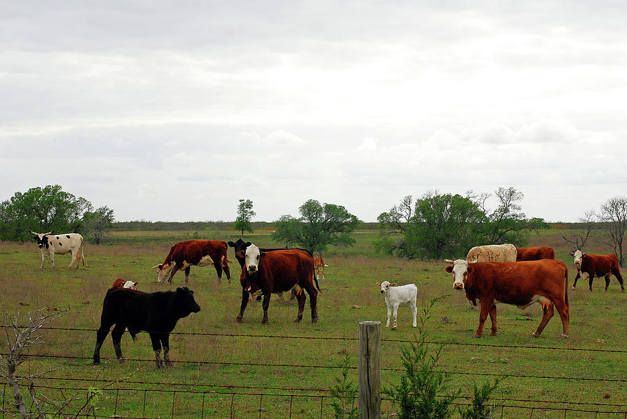 Texas Cattle Photograph