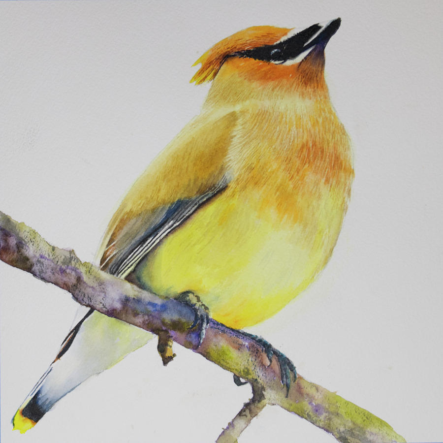 Texas Cedar Waxwing Bird Painting by Paula Bridges - Fine Art America