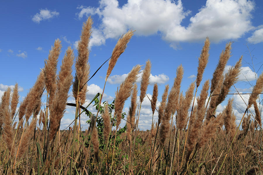 Sugarcane Plumegrass Saccharum Giganteum of Sheldon Lake State Park ...