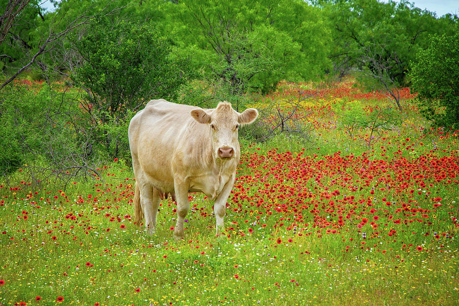 Texas Cow Country Photograph by Lynn Bauer