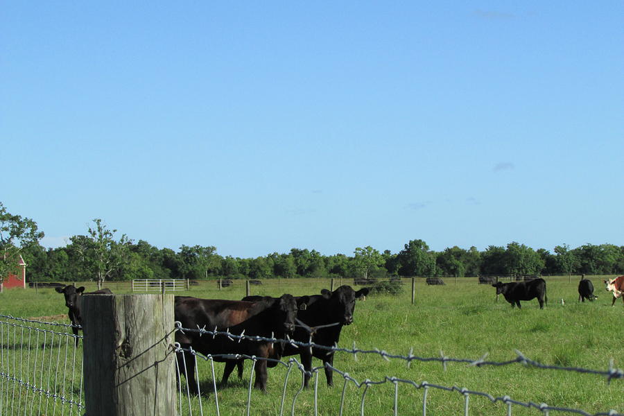 Texas Cows Photograph by Tambra Nicole Kendall