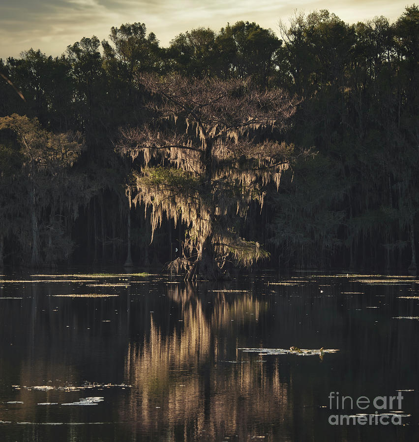 Texas Cypress Swamp Sunset Photograph by Andrea Anderegg