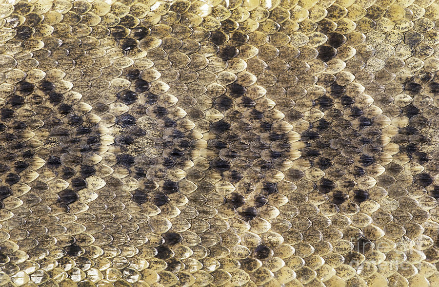 Texas Diamondback Rattle Snake Skin. Photograph by W Scott McGill ...