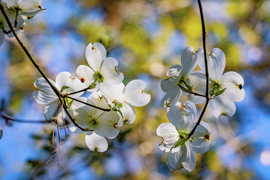 Texas Dogwoods Photograph by Linda Unger