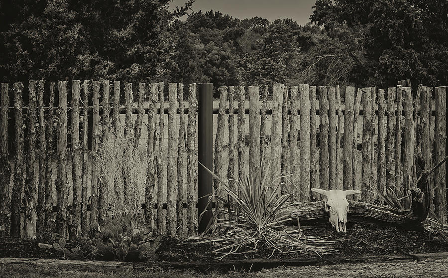 Texas Fence Photograph by David R Robinson