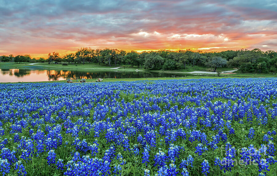 Texas Fiery Sunset Over Bluebonnets - Texas Bluebonnet Wildflower Landscape Flower  Photograph by Bee Creek Photography - Tod and Cynthia