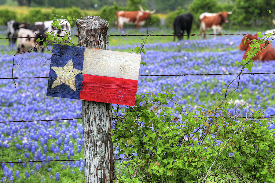 Texas Flag and Longhorns Photograph by JC Findley