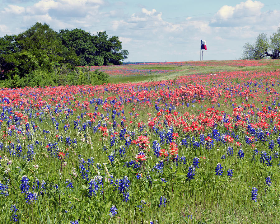 Texas Flag and Wildflowers Photograph by Michael Smith - Fine Art America