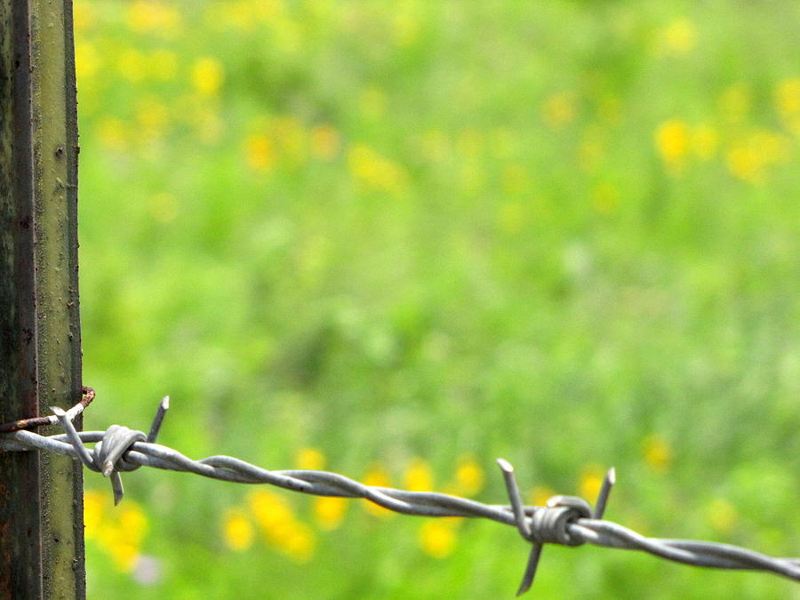 Texas Flowers and Barbed Wire Photograph by Don Varney