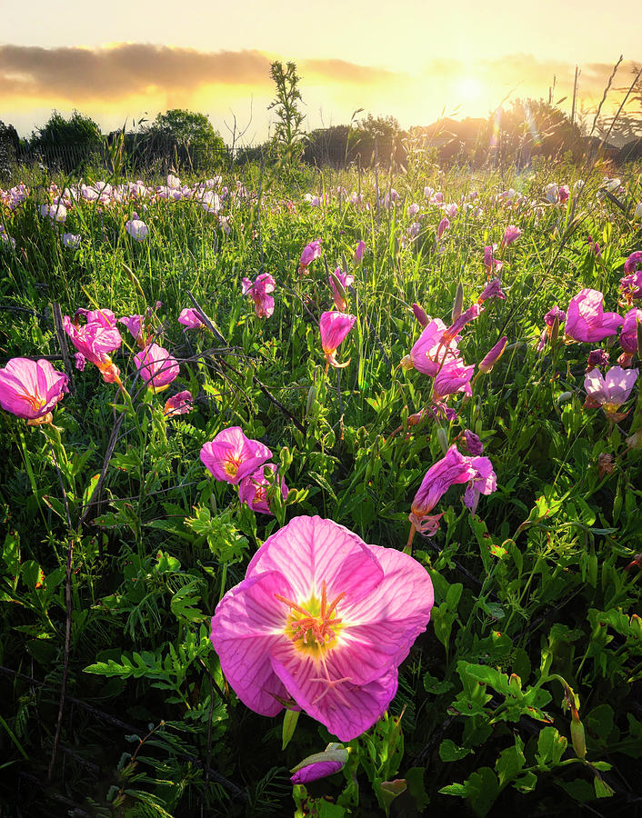 Flower Photograph - Texas Flowers at Sunrise by Michael Ash