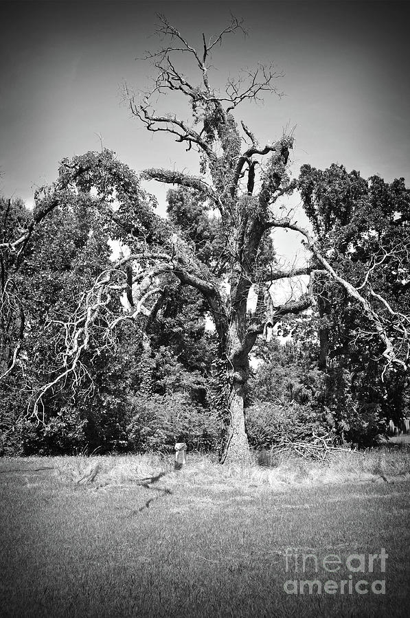Texas Forgotten - Spooky Cemetary Tree and Grave BW Photograph by Chris Andruskiewicz