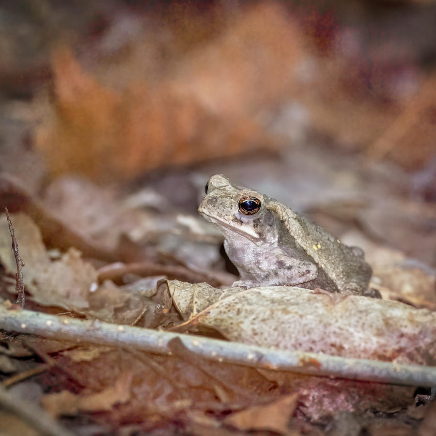 Texas Frog Photograph by Joan Carroll
