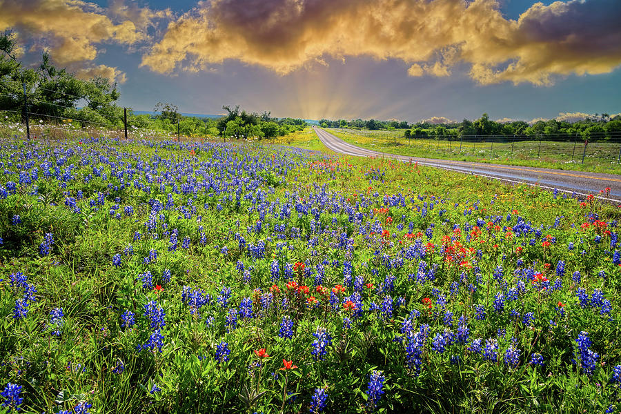 Texas Glory Photograph by Lynn Bauer