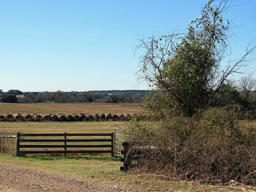 Texas Hay Bales In Winter Photograph