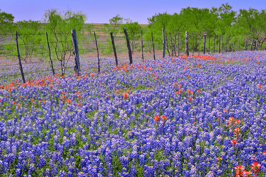 Texas Heaven -Bluebonnets Wildflowers Landscape Photograph by Jon Holiday