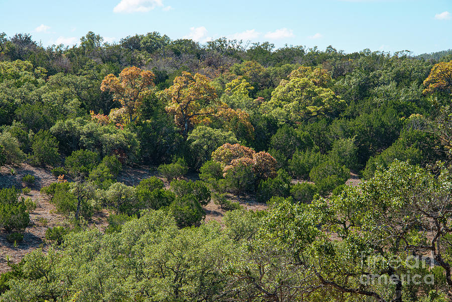 Texas Hill Country Autumn Color  Photograph by Bob Phillips