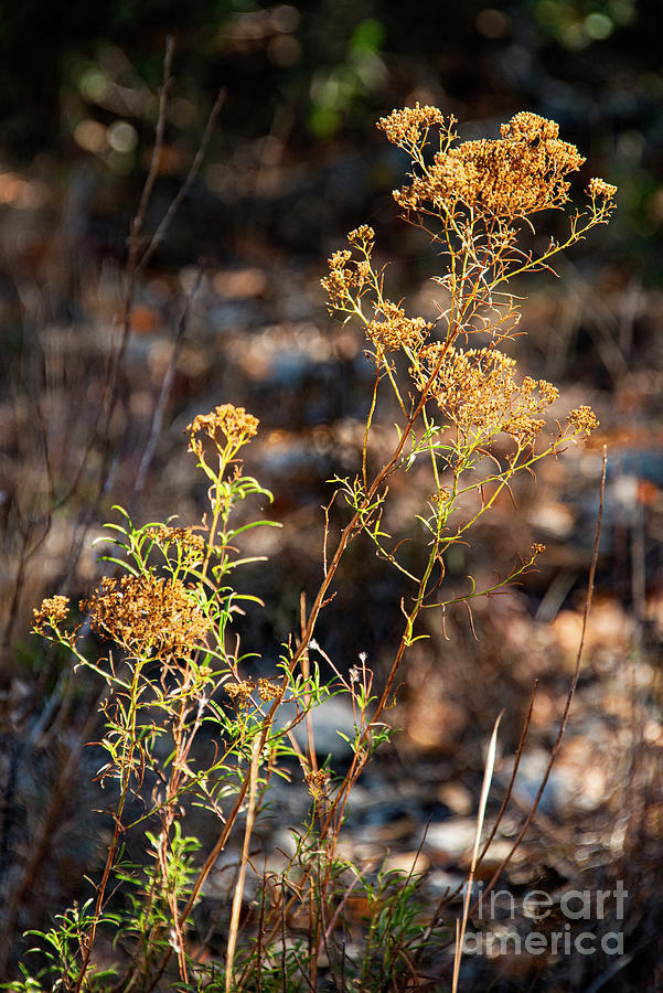 Texas Hill Country Backlit Autumn Weeds Photograph by Bob Phillips