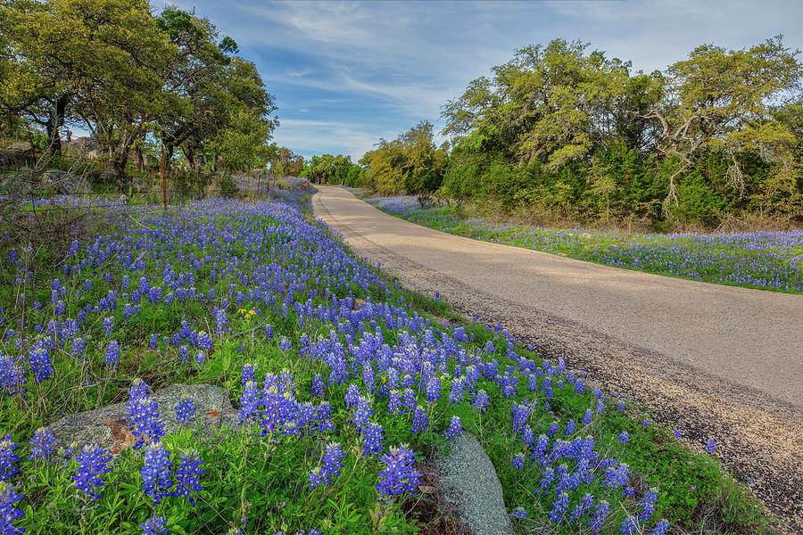 Texas Hill Country Bluebonnet Drive 3281 Photograph by Rob Greebon