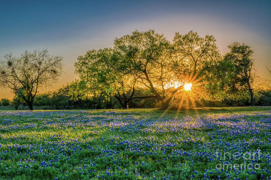 Texas Hill Country Bluebonnets At Sunset - Texas Bluebonnets ...