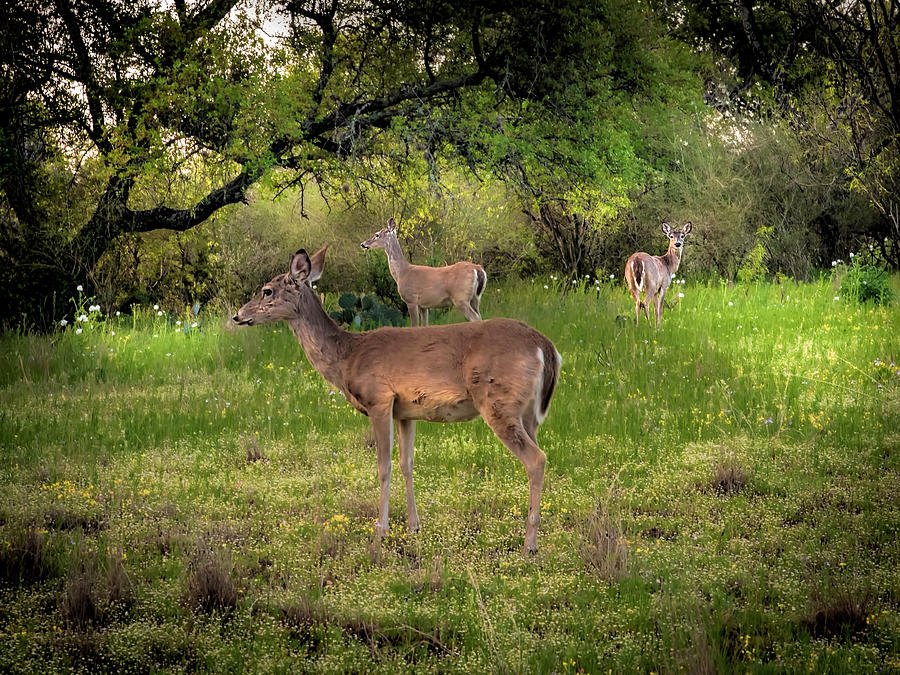 Texas Hill Country Deer Photograph by Harriet Feagin Photography - Fine ...