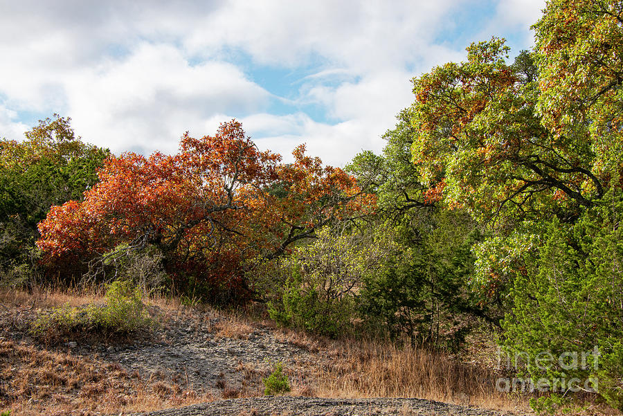 Texas Hill Country Fall Colors Photograph by Bob Phillips