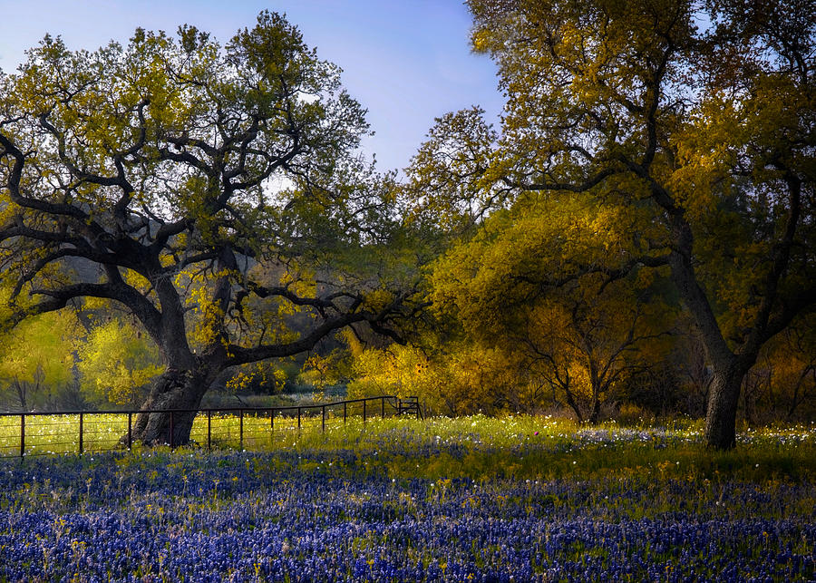 Texas Hill Country  Photograph by Harriet Feagin