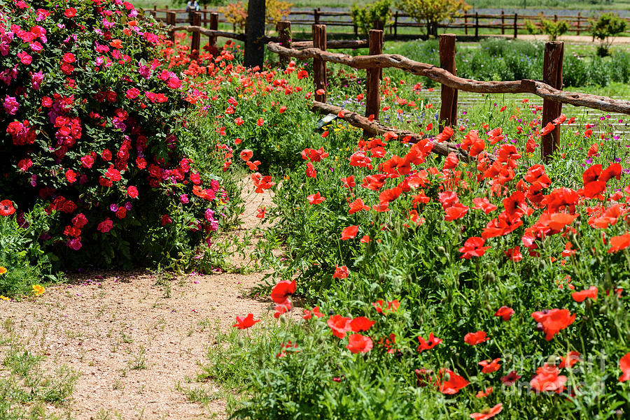 Texas Hill Country In Bloom Photograph