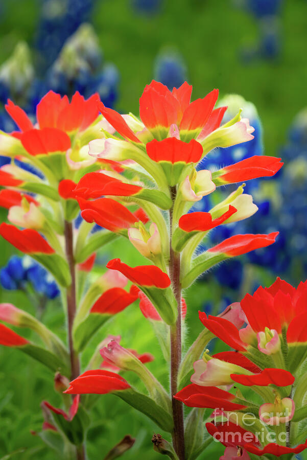 Texas Hill Country Indian Paintbrush Vertical Photograph by Bee Creek ...