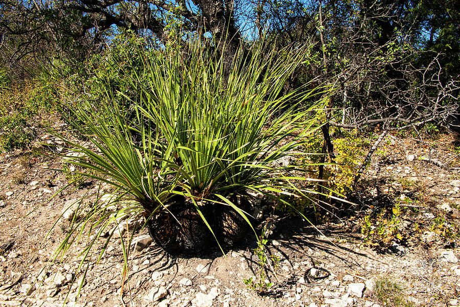 Texas Hill Country Sawtooth Yucca Photograph by Bob Phillips