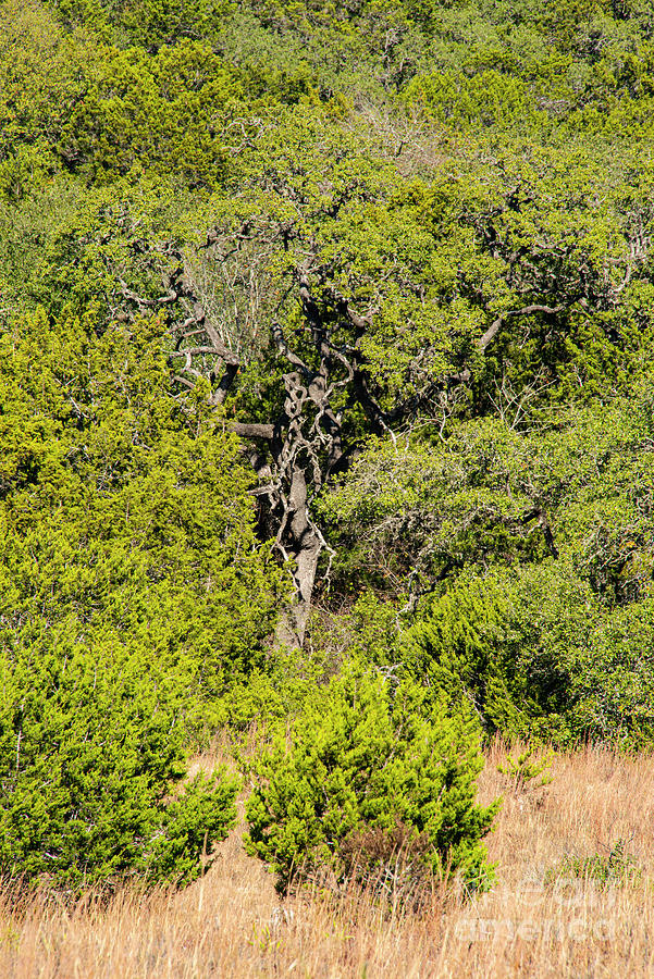Texas Hill Country Twisted Live Oak Photograph by Bob Phillips