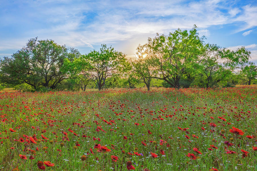Texas Hill Country Wildflowers in the Late Afternoon 5011 Photograph by Rob Greebon
