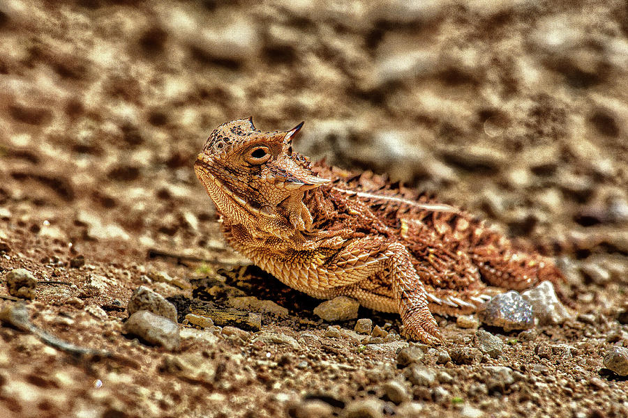 Texas Horned Toad-Digital Art Photograph by Steve Templeton