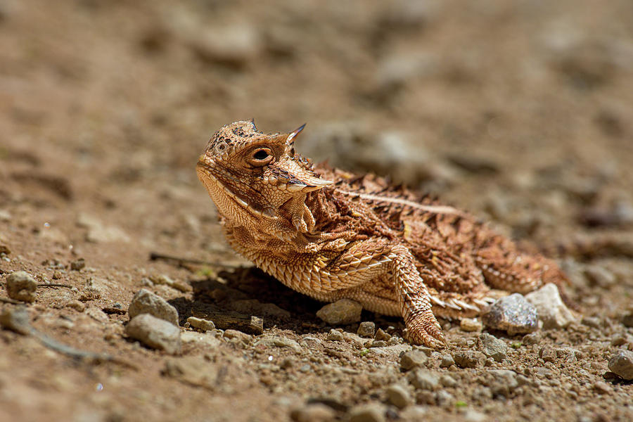 Texas Horned Toad Photograph by Steve Templeton