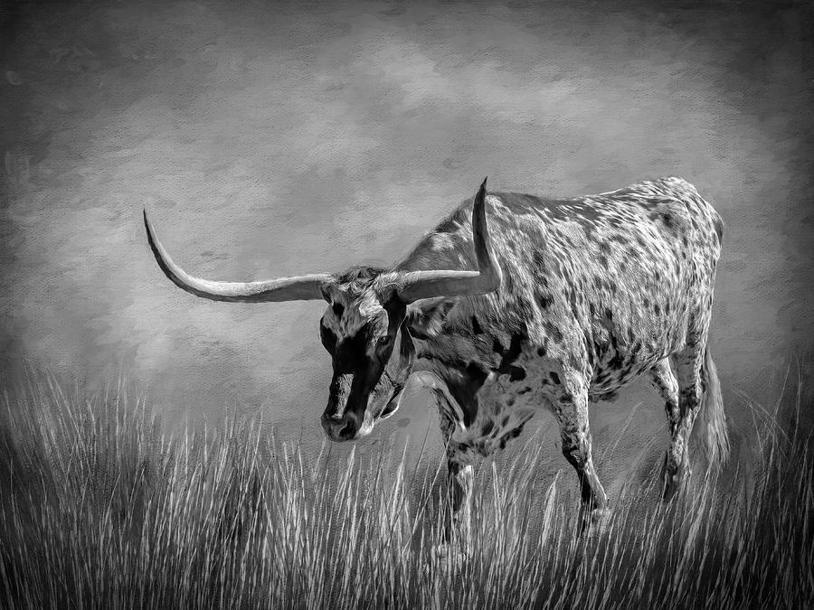 Texas Longhorn 1 Black and White Photograph by Judy Vincent