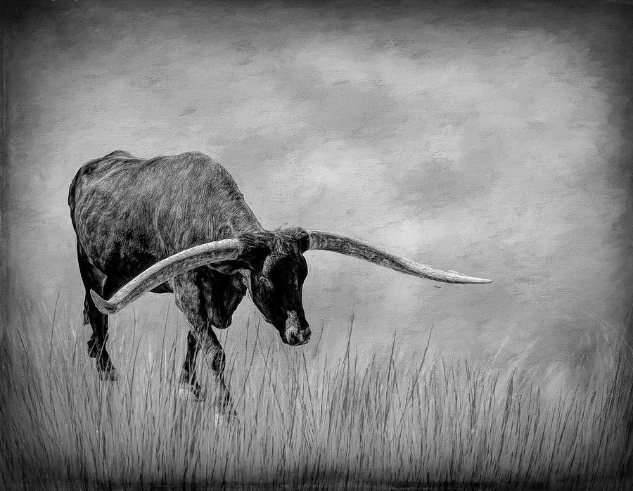 Texas Longhorn 2 Black and White Photograph by Judy Vincent