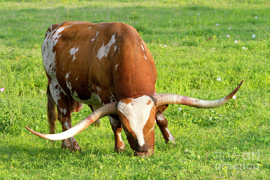 Texas Longhorn 4 Photograph by Nicole Compte - Fine Art America