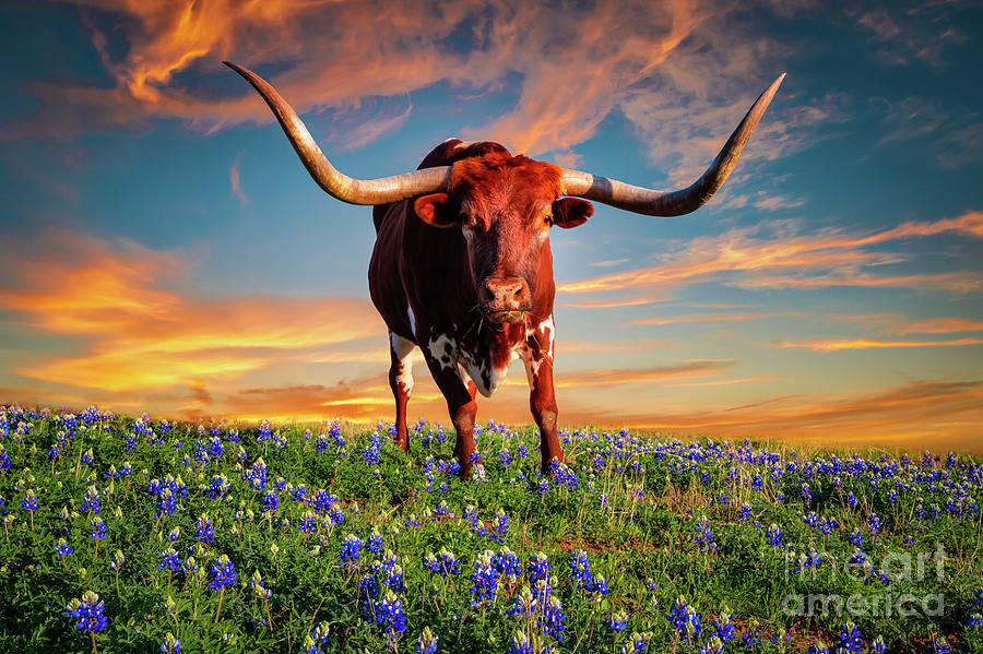 Texas Longhorn at Sunset Photograph by Bee Creek Photography - Tod and Cynthia
