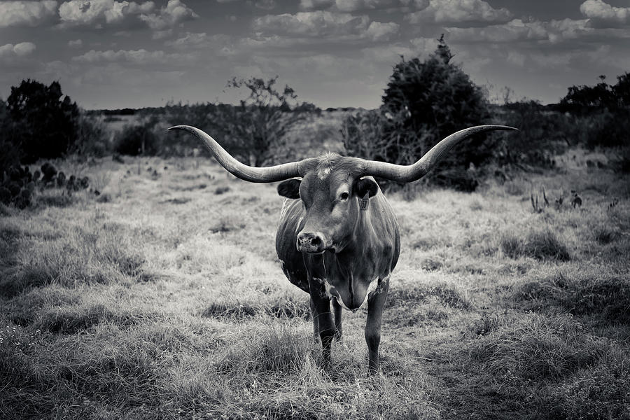 Texas Longhorn Black White Photograph