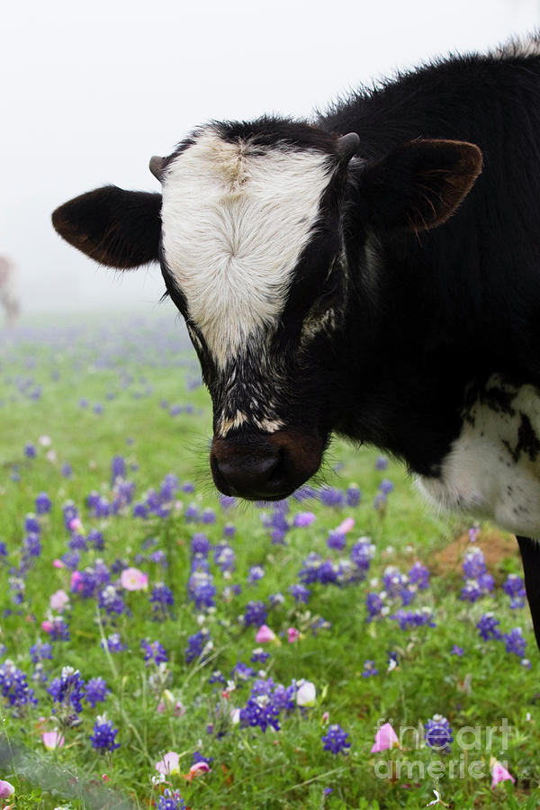 Texas Longhorn Bluebonnets 22 Photograph by Nicole Compte - Pixels