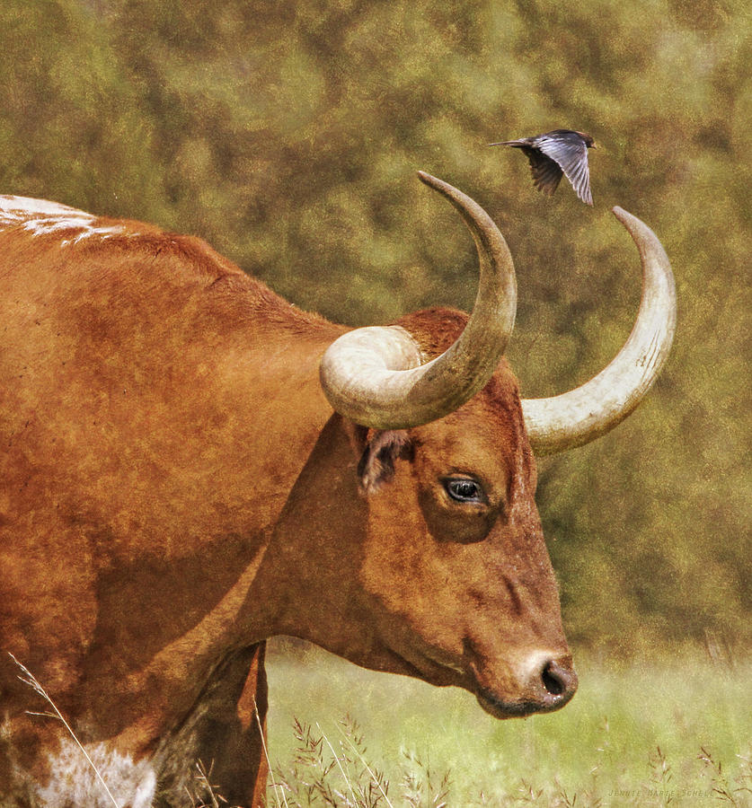 Texas Longhorn Bull and the Bird Photograph by Jennie Marie Schell