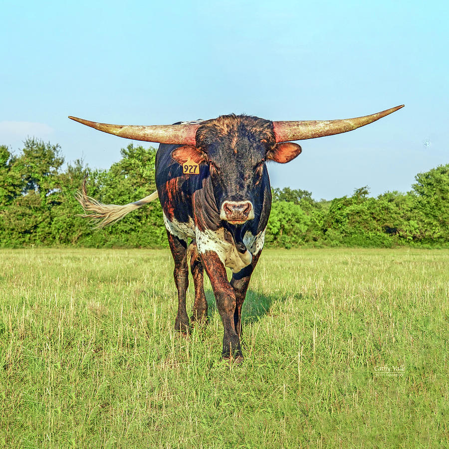 Texas longhorn bull Photograph by Cathy Valle